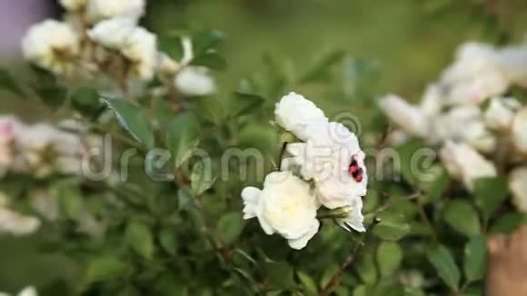 白色玫瑰花上的红色条纹虫视频的预览图