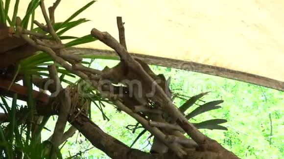 浣熊在动物园里爬下一棵树视频的预览图