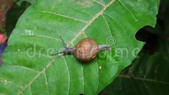 蜗牛爬在绿叶上风吹着叶子直到摇动视频的预览图