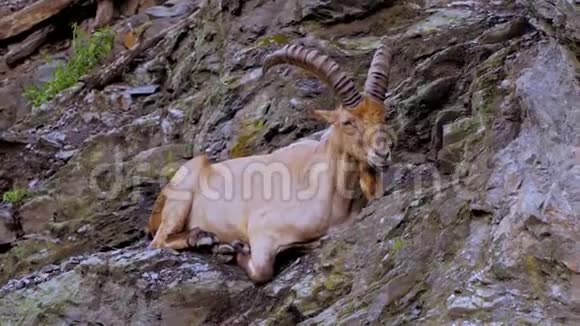 山羊在悬崖上视频的预览图