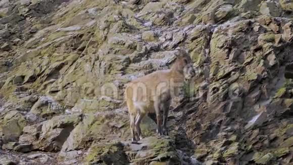 山羊在悬崖上视频的预览图