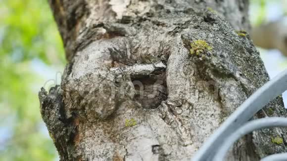 蚂蚁在树皮上把蚂蚁关在绿树上蚂蚁关在树皮上一只老苔藓的树皮上爬着红蚂蚁视频的预览图