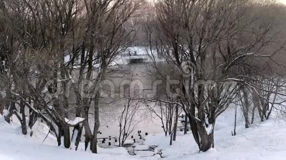在冬天的城市公园里用鸭子透过树木观赏池塘视频的预览图