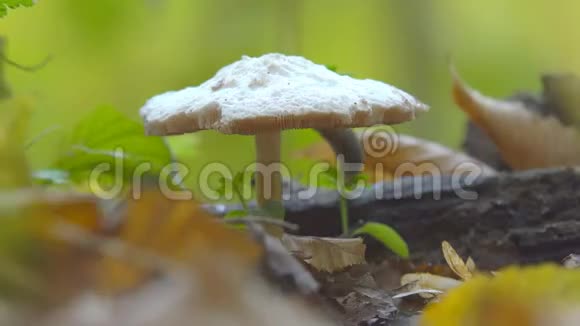 秋菇观视频的预览图