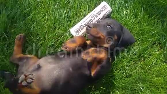 在一片绿色的草坪上和一只黑色和棕色的dachshund小狗玩耍视频的预览图