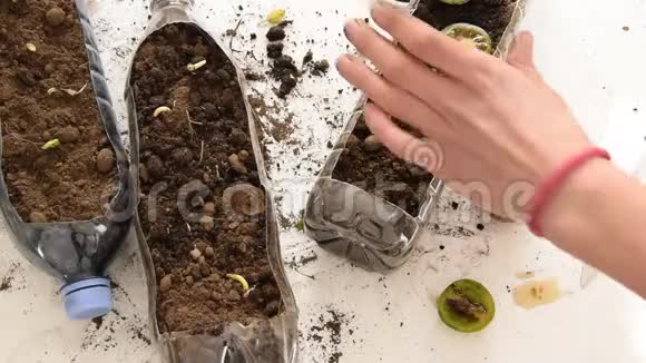 回收塑料瓶园艺雌手在塑料瓶中种植番茄的俯视图视频的预览图