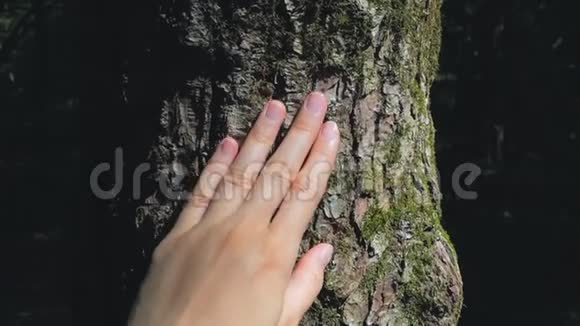 女性手抚摸纹理树干视频的预览图