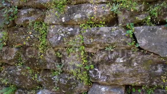 石墙覆盖着苔藓视频的预览图
