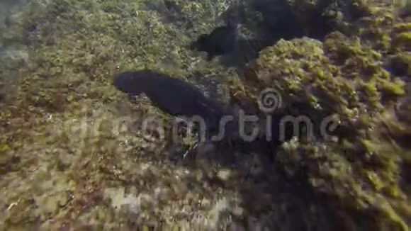 章鱼游泳换色伪装五颜六色的危险鱿鱼海洋生物视频的预览图
