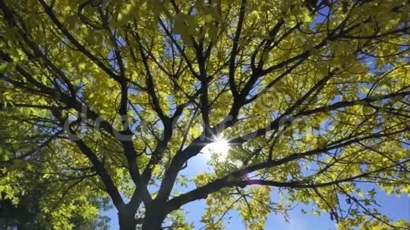 透过黄叶的黑树枝闪耀的阳光时间流逝视频的预览图