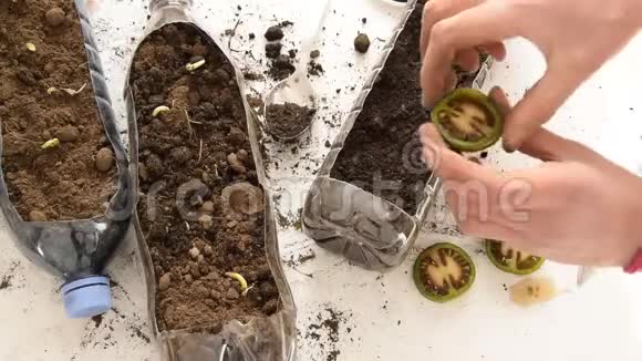 回收塑料瓶园艺雌手在塑料瓶中种植番茄的俯视图视频的预览图