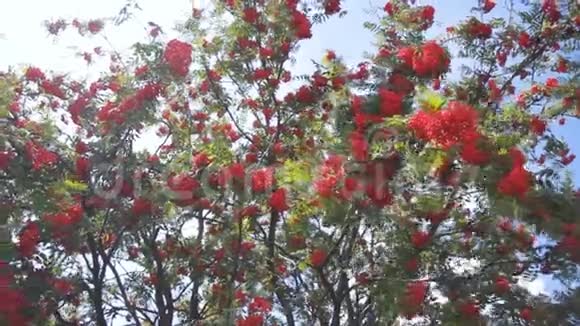 蓝色天空背景上有浆果的红山灰枝罗文树视频的预览图