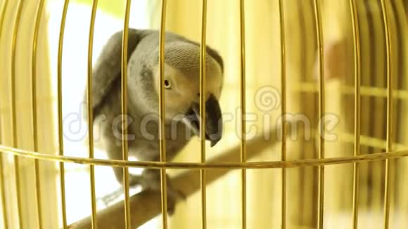 非洲灰鹦鹉在金色的笼子里非洲灰鹦鹉坐在笼子里漂亮的大鹦鹉在笼子里视频的预览图