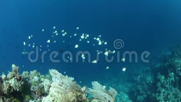在珊瑚礁边缘训练金字塔形蝴蝶鱼视频的预览图