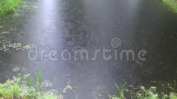 雨落在池塘上视频的预览图