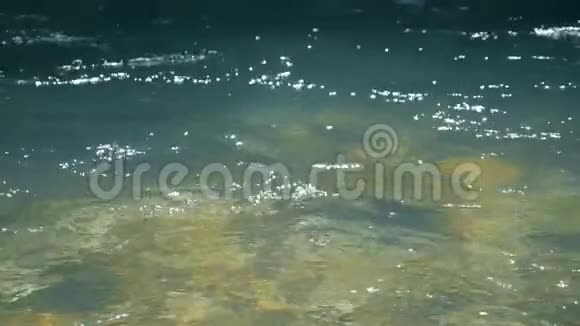 小溪上有清澈的水靠近水下有岩石底部的水面的缓慢运动轨迹视频的预览图
