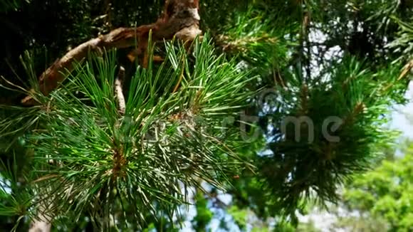 青松枝随风而动森林里的夏天视频的预览图