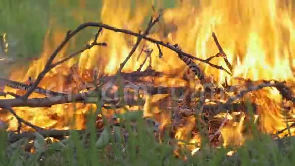 森林里有一场大火慢动作视频的预览图