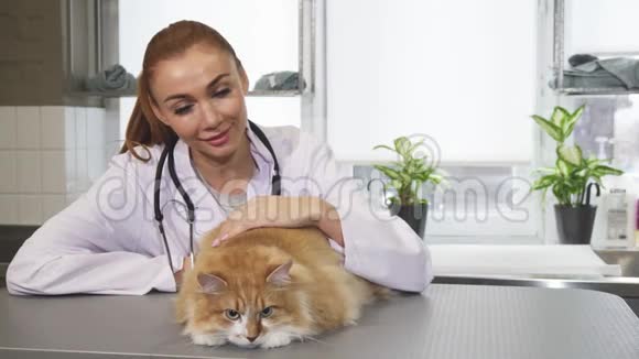漂亮的年轻女性职业兽医在工作中抚摸一只猫视频的预览图
