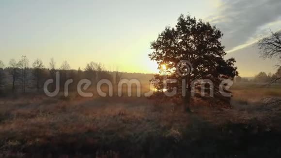 鸟瞰日出森林上空视频的预览图