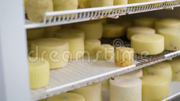 工人们正在把成型的奶酪放在冰箱里存放在奶酪厂戴着卫生手套视频的预览图