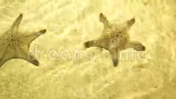 水下世界海水中的海星在阳光下的浅水中视频的预览图