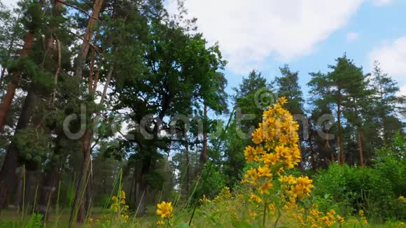 夏天的树林和黄花自然森林景观视频的预览图