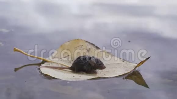 一只小老鼠在一棵树的黄叶上游泳视频的预览图
