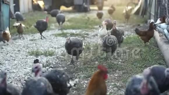 火鸡和鸡在院子里农场里家禽里走来走去视频的预览图