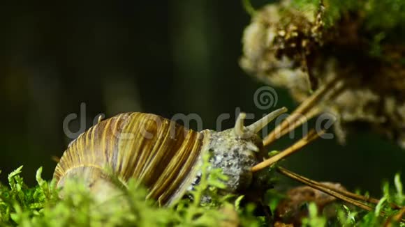 蜗牛葡萄蜗牛在自然栖息地39视频的预览图