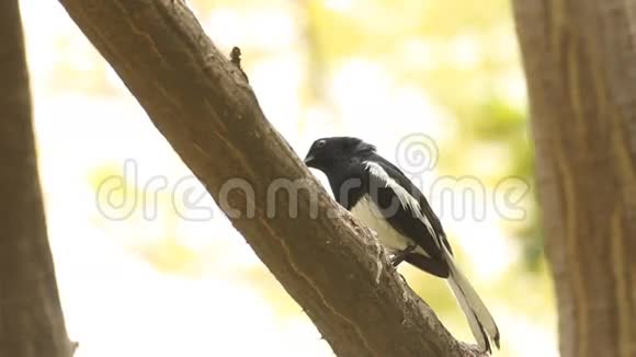 鸟东方喜鹊知更鸟在树枝上飞走了视频的预览图