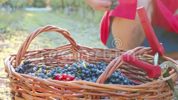 农夫维恩德勒把一颗葡萄放在柳条篮子里上面放着成熟的葡萄视频的预览图