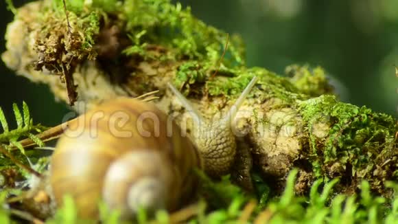 蜗牛葡萄蜗牛在自然栖息地43视频的预览图