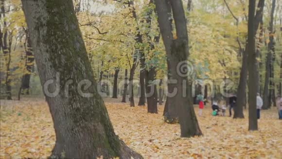 带着一束叶子的男孩从树上偷窥视频的预览图