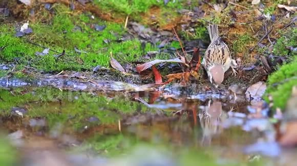 麻雀在森林的水坑里喝水视频的预览图