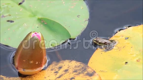 睡莲上的青蛙视频的预览图