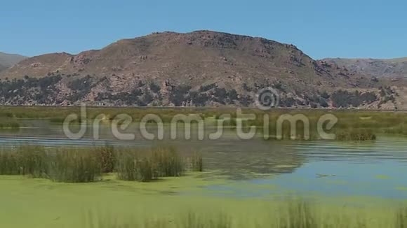 秘鲁提蒂喀卡湖Totora芦苇景观视频的预览图