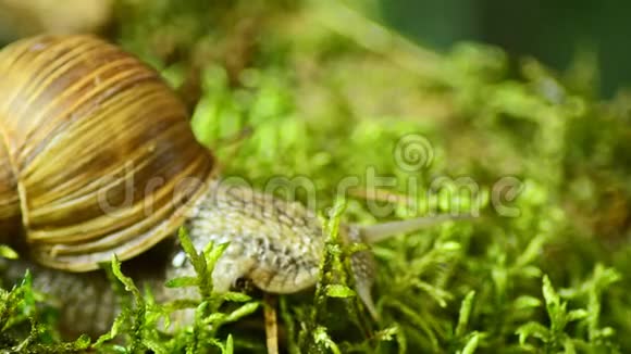 大型蜗牛林蜗牛沿着森林苔藓爬行视频的预览图