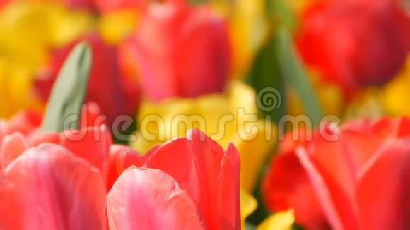 美丽多彩的红黄郁金花在春天的花园里盛开装饰的郁金香花在视频的预览图