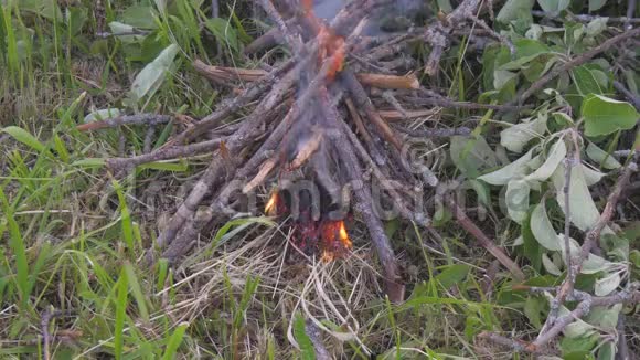 森林里燃烧着一团小火在夏天视频的预览图