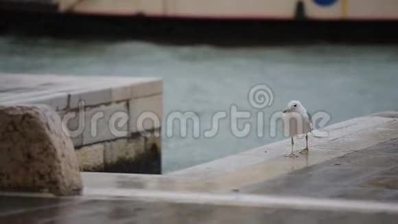 雨天靠近威尼斯湖的欧洲鲱鱼鸥视频的预览图