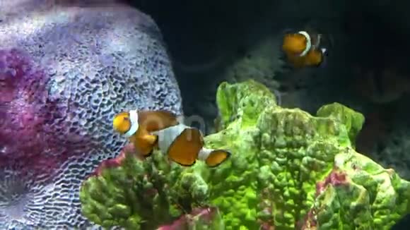 水下世界多色鱼类珊瑚礁小丑鱼或海葵视频的预览图