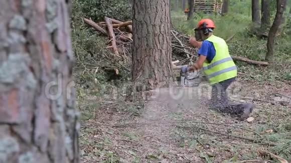 一棵松树被砍倒了伐木工人砍伐松木视频的预览图
