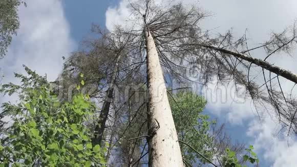 云杉矗立在森林里树干被损坏了视频的预览图