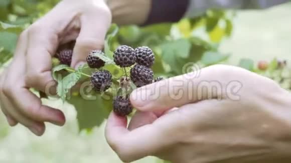 园丁女人从花园里的灌木树枝上收集黑莓浆果健康的天然营养近距离射击视频的预览图