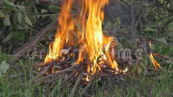 小火在森林里燃烧慢动作视频的预览图