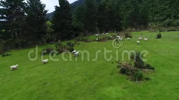 一群羊跑进一个木制的围栏里什维列夫视频的预览图