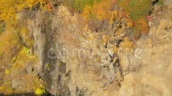 在阳光明媚的日子里从岩石斜坡上生长着黄色的北欧小桦树视频的预览图