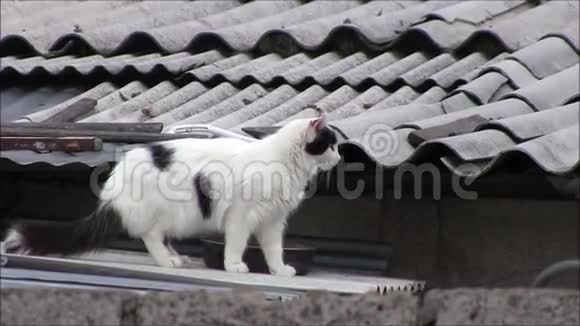 屋顶上的一只猫视频的预览图