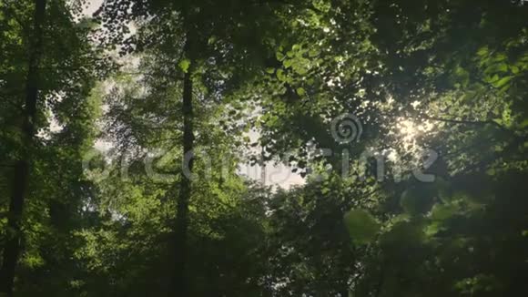 森林树木太阳耀斑慢动作视频的预览图